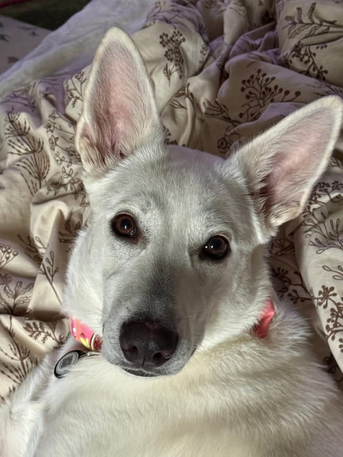Alaska