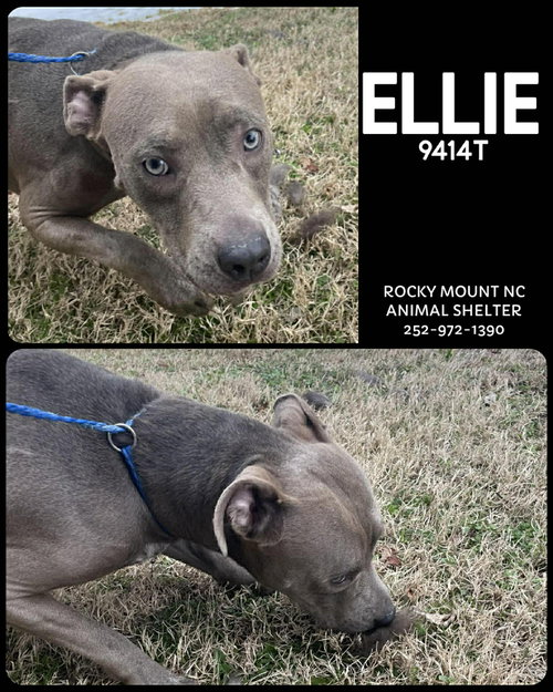Ellie (Elphie)
