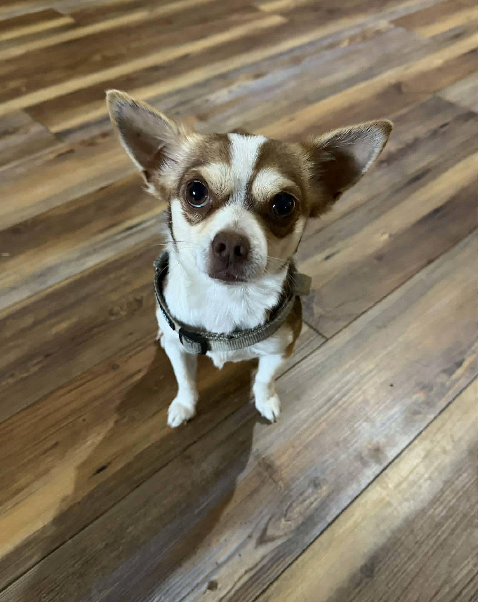 Toby Image