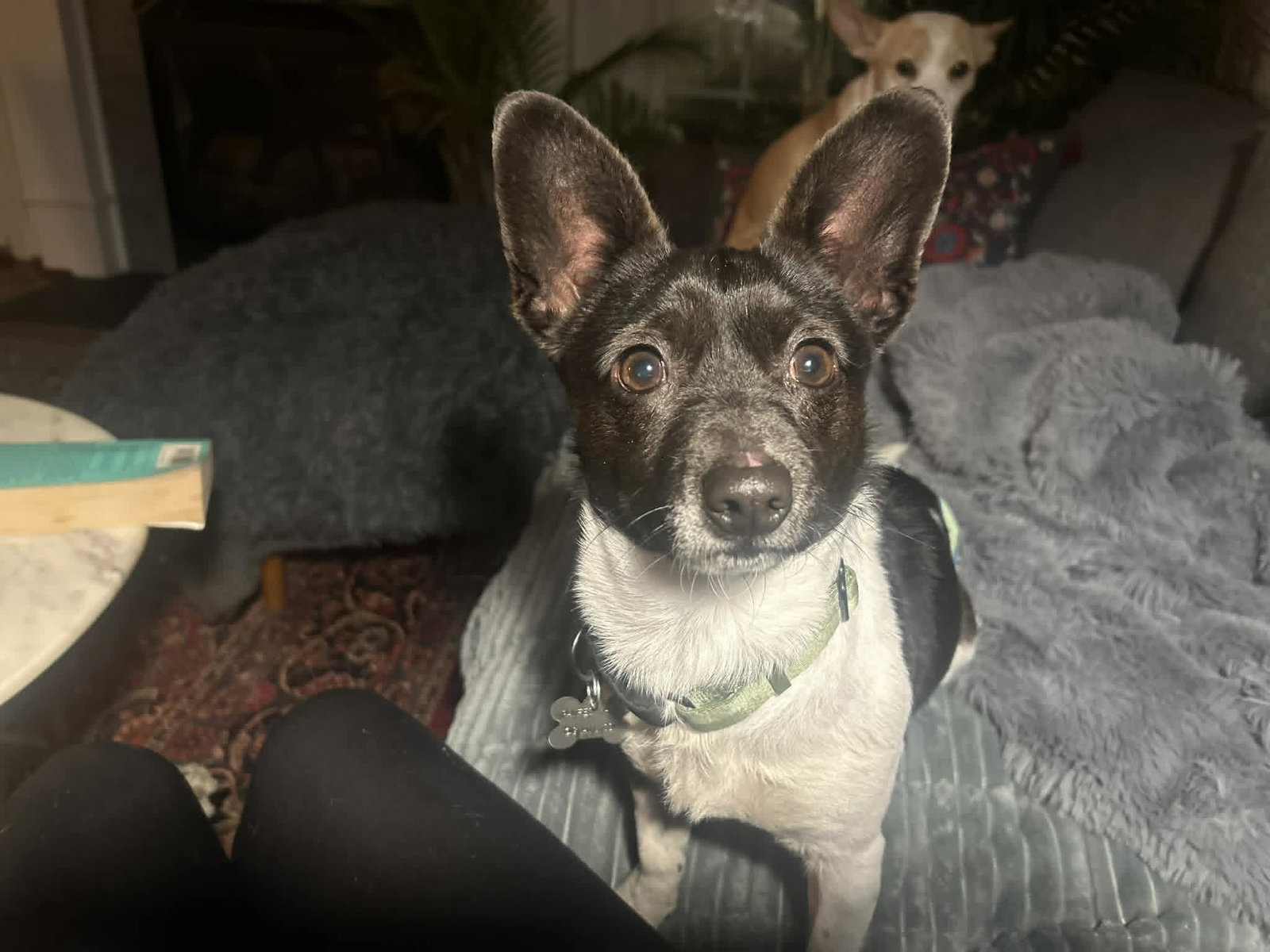 Oreo (Chi) Image