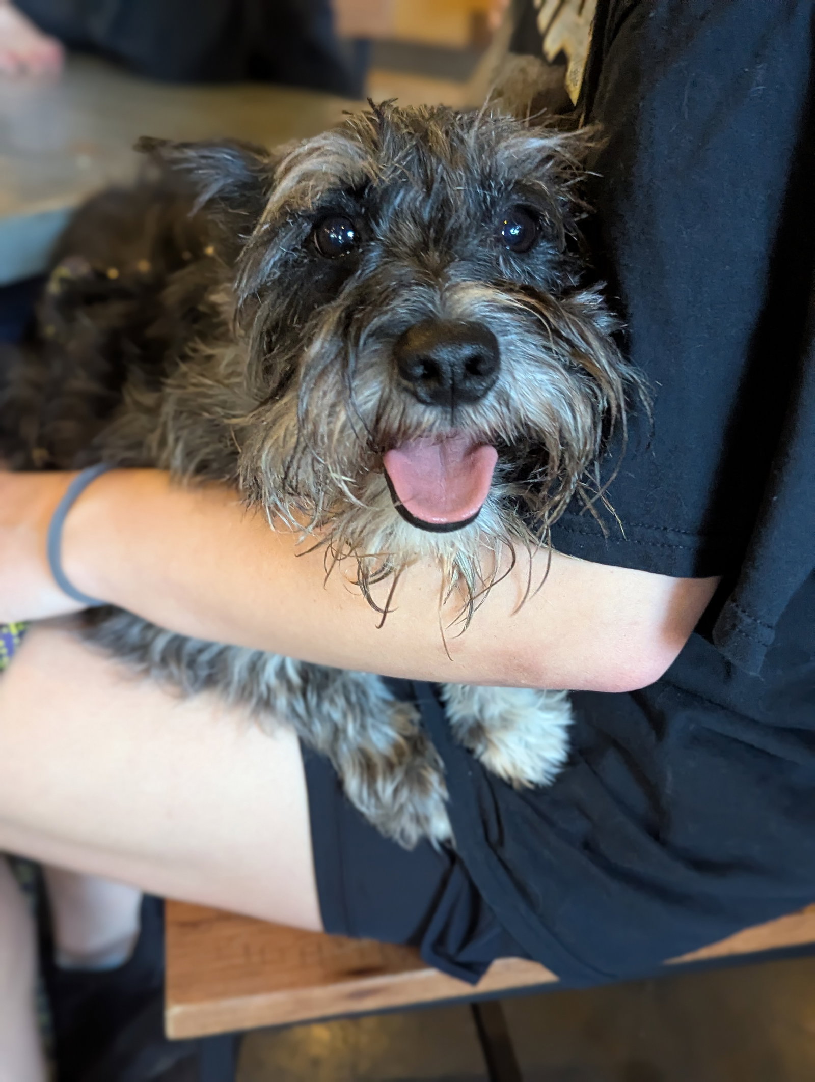 Taz Image