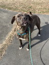 Millicent aka Millie