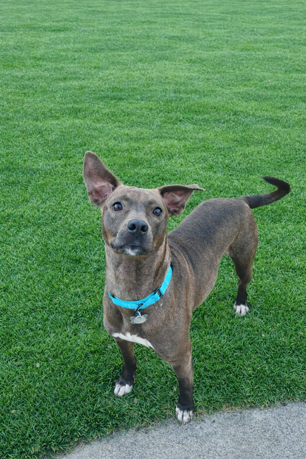 Millicent aka Millie Image