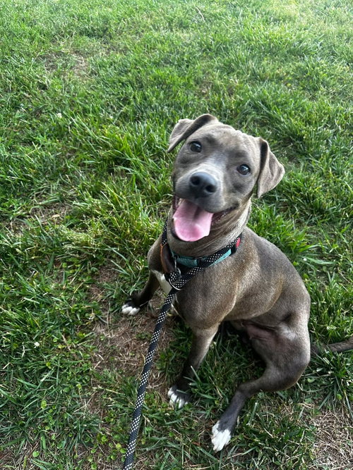 Millicent aka Millie, a dog for adoption from Pawfect Match Rescue