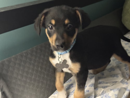 SKITTER - Chihuahua / Miniature Pinscher available for adoption