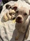 Snow (Mama of Wrecking Crew Litter) - Photo 1