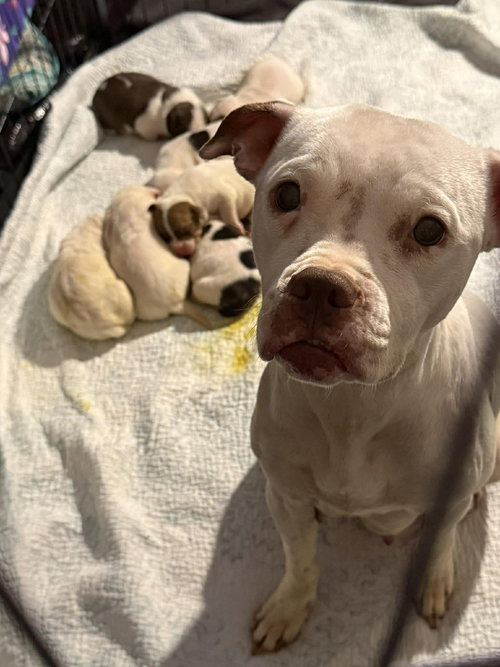 SNOW (MAMA OF WRECKING CREW LITTER) - Boxer / Mastiff available for adoption