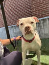 Snow (Mama of Wrecking Crew Litter) - Photo 6
