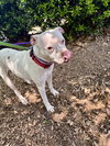 Snow (Mama of Wrecking Crew Litter) - Photo 8