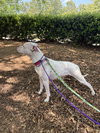 Snow (Mama of Wrecking Crew Litter) - Photo 9