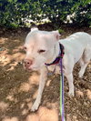 Snow (Mama of Wrecking Crew Litter) - Photo 10