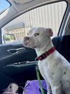 Snow (Mama of Wrecking Crew Litter) - Photo 11