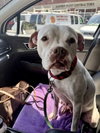 Snow (Mama of Wrecking Crew Litter) - Photo 12