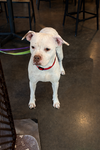 Snow (Mama of Wrecking Crew Litter) - Photo 7