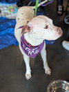 Snow (Mama of Wrecking Crew Litter) - Photo 14