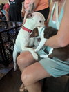 Snow (Mama of Wrecking Crew Litter) - Photo 15