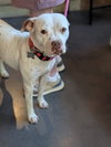 Snow (Mama of Wrecking Crew Litter) - Photo 5