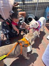 Snow (Mama of Wrecking Crew Litter) - Photo 3