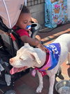 Snow (Mama of Wrecking Crew Litter) - Photo 4