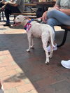 Snow (Mama of Wrecking Crew Litter) - Photo 16