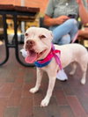 Snow (Mama of Wrecking Crew Litter) - Photo 1