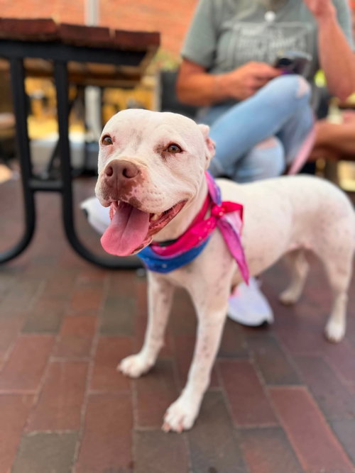 Snow (Mama of Wrecking Crew Litter), an adoptable Boxer in Holly Springs, NC