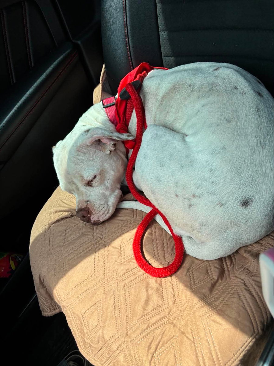 Snow (Mama of Wrecking Crew Litter)