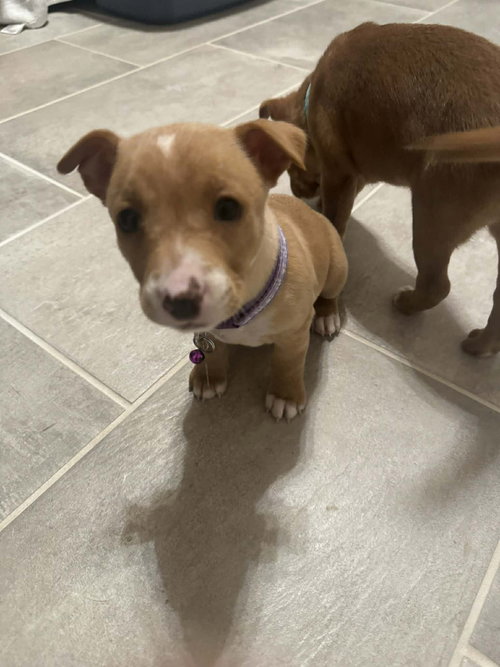 Tara - Traitors Litter