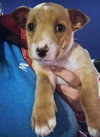 Tara - Traitors Litter