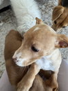 Tara - Traitors Litter