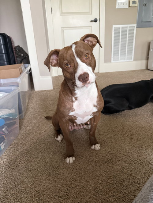 Missy Grace, an adoptable Pit Bull Terrier in Holly Springs, NC