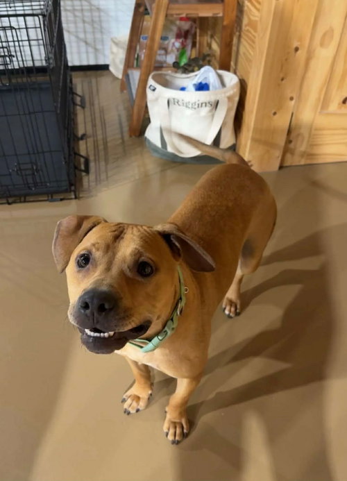 Nelson, an adoptable Terrier in Holly Springs, NC