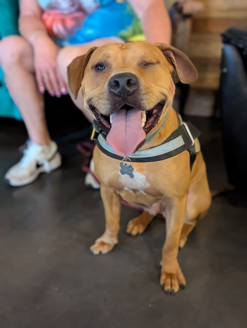 Nelson, a dog for adoption from Pawfect Match Rescue