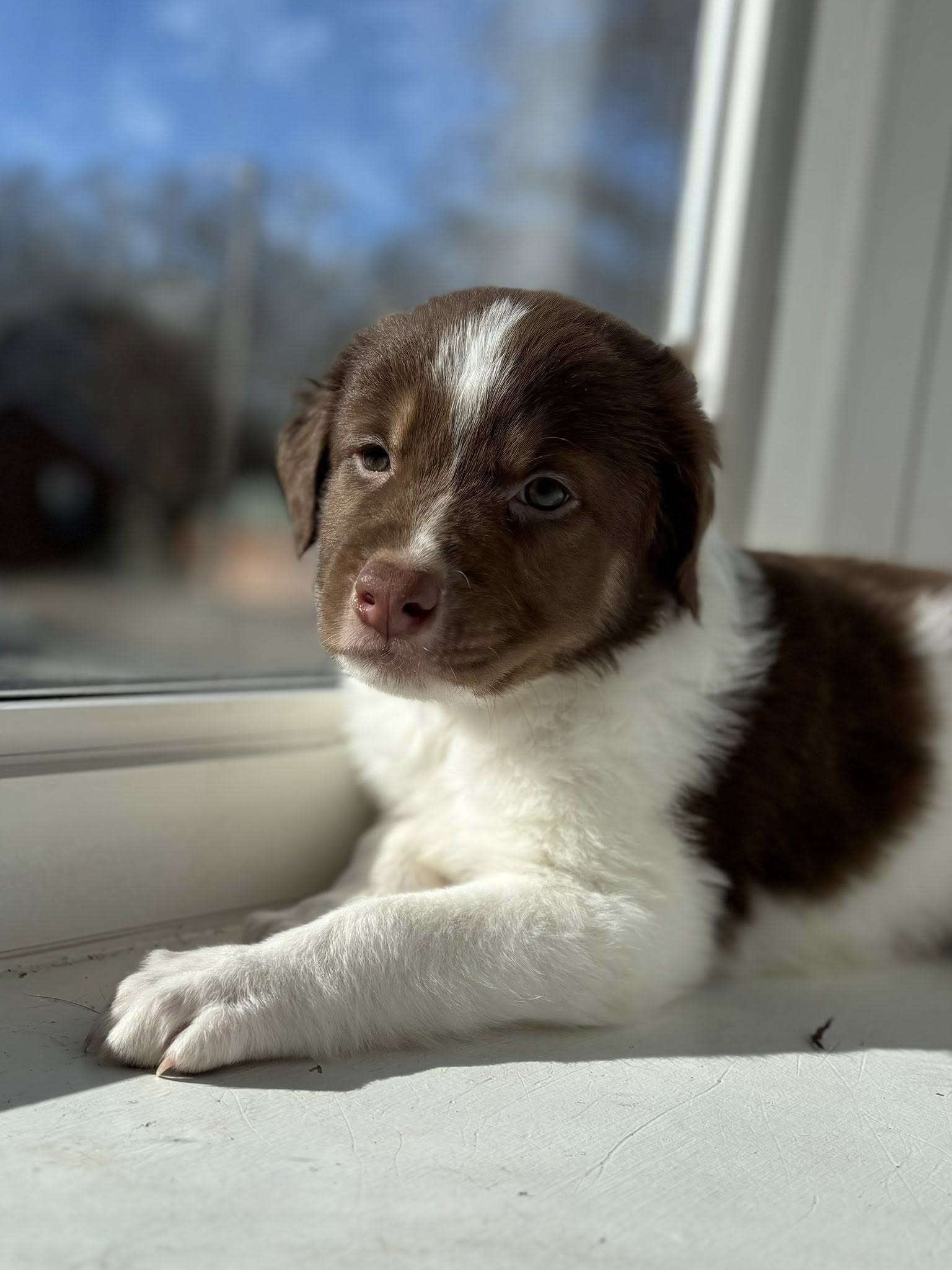 Rigby Image