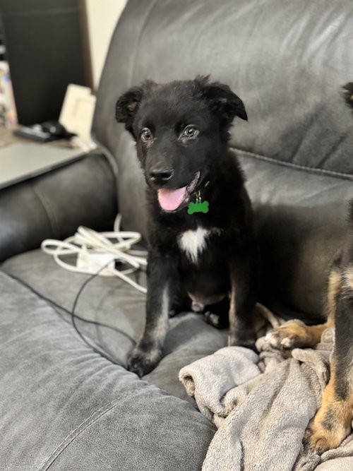 Dorian, an adoptable Border Collie in Holly Springs, NC