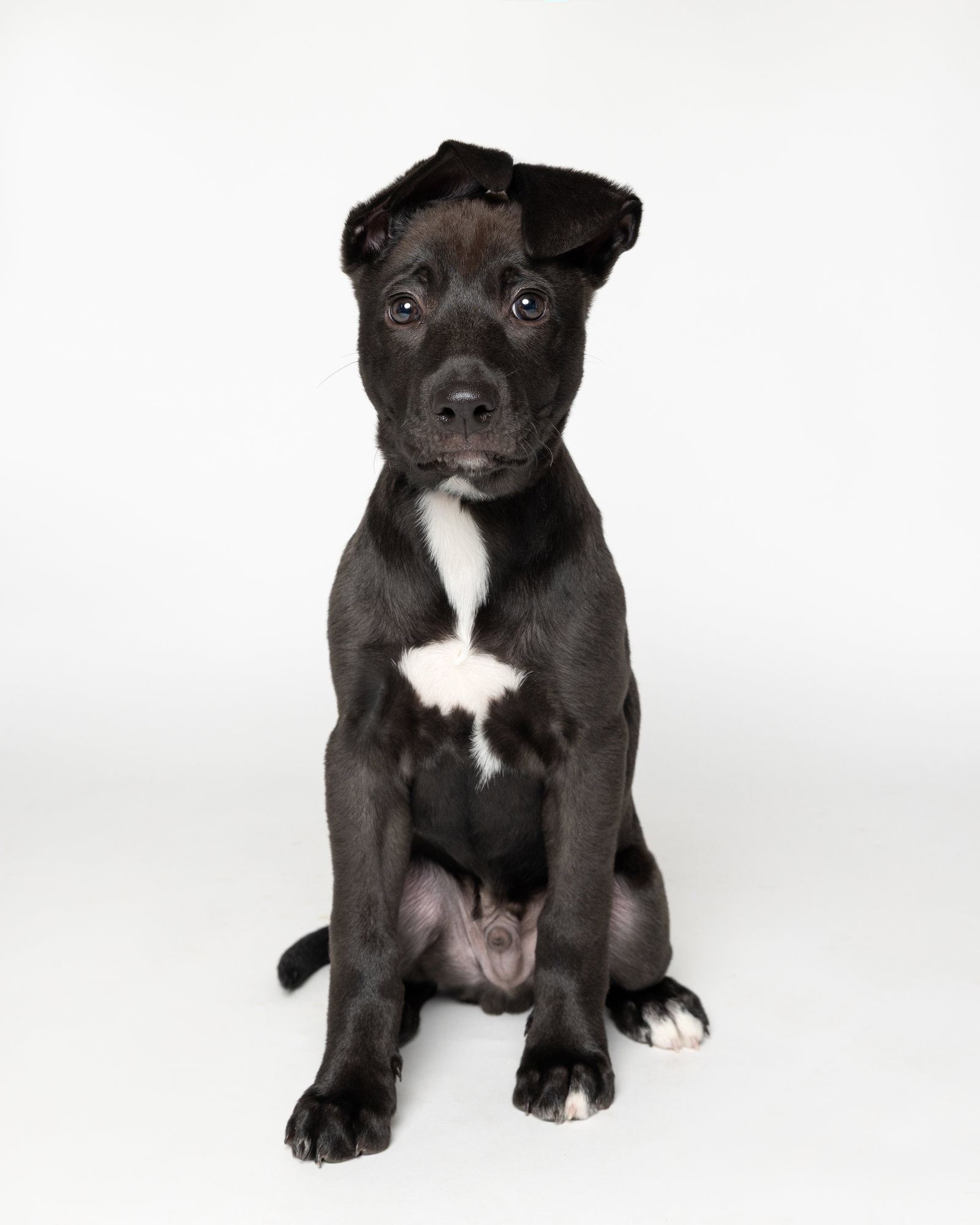 Percy Image