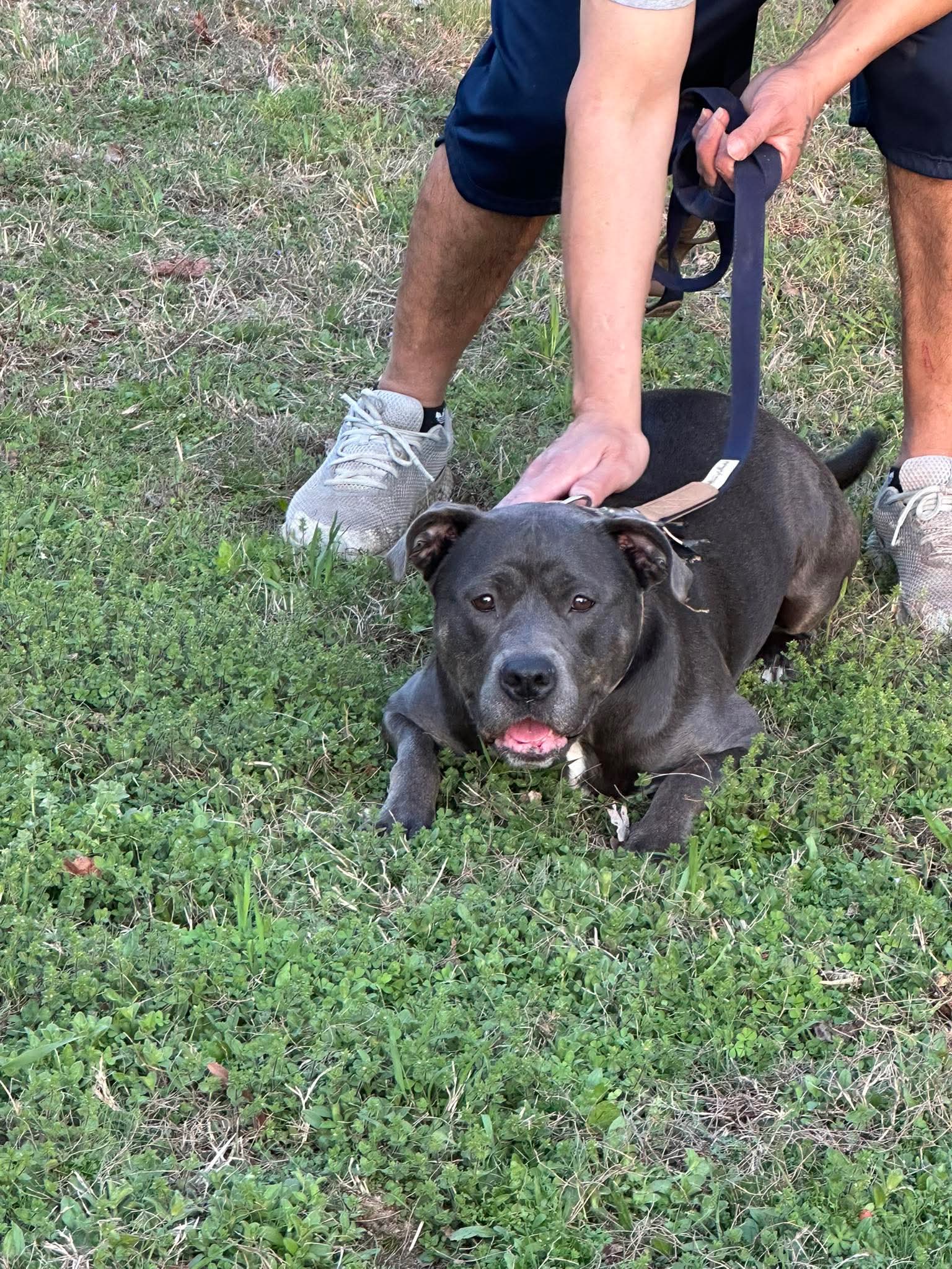 Dixie image 3