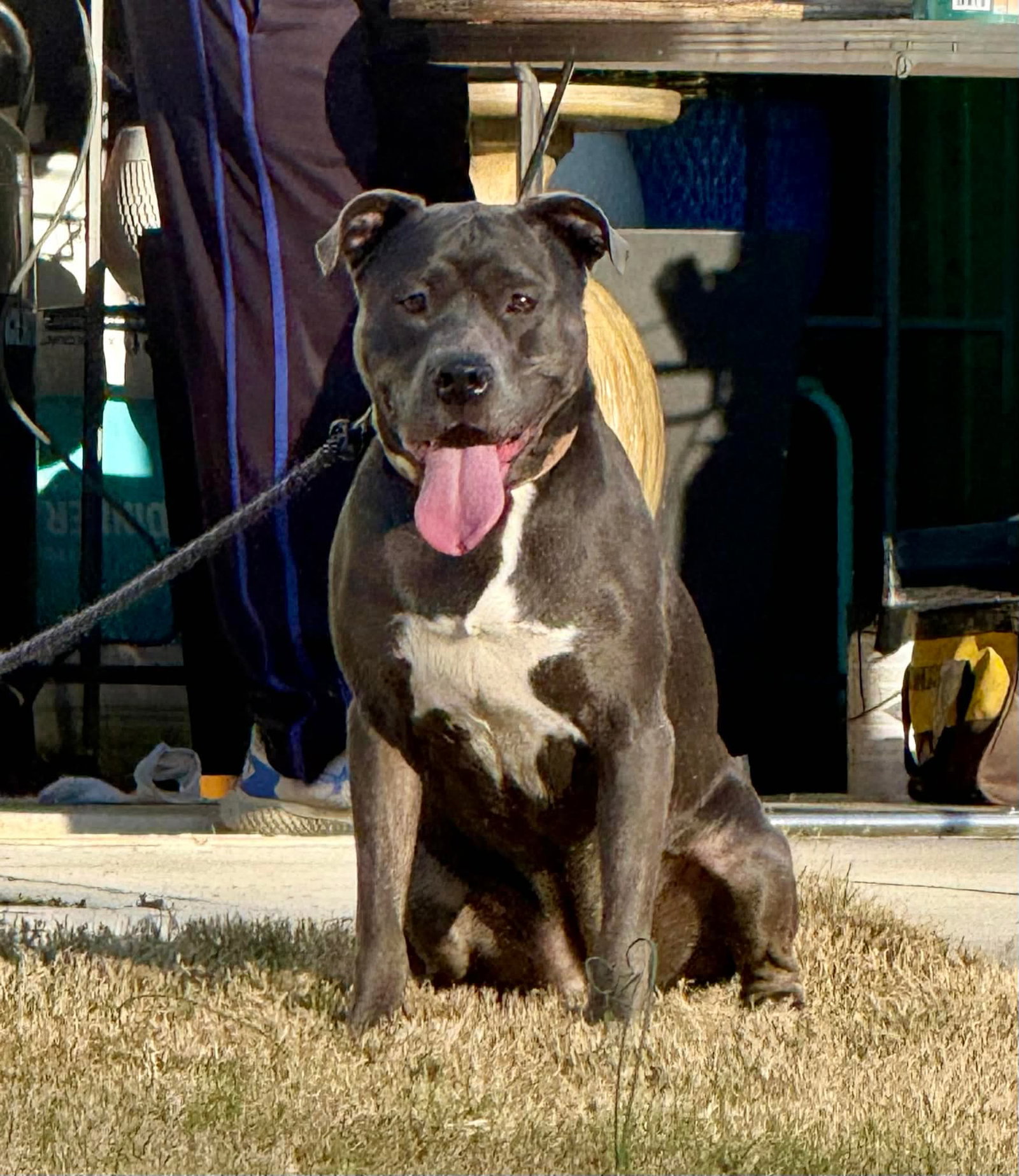 Dixie Image