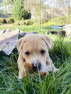 Sandlewood (Blossom Litter)