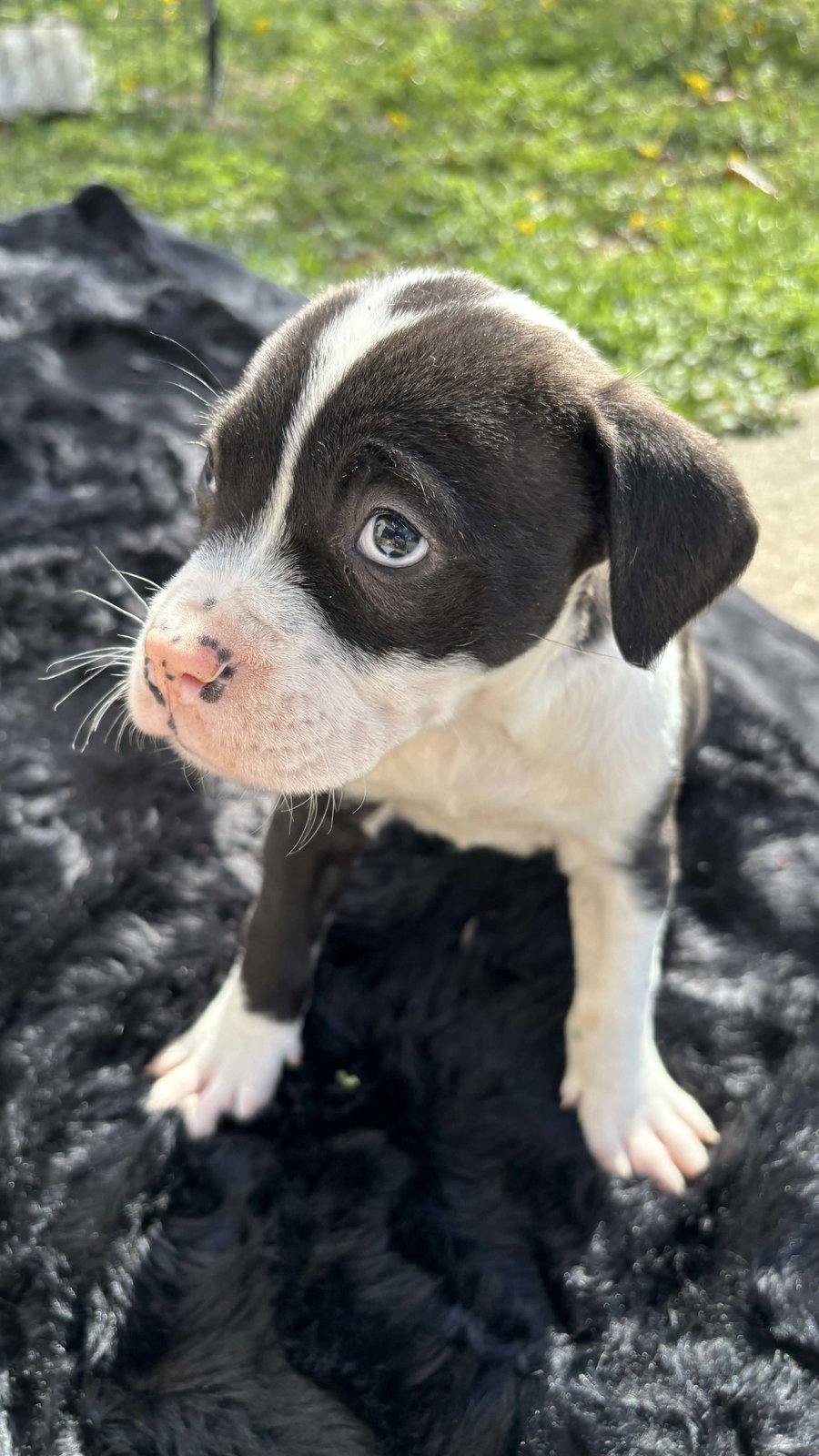 Cherry (Blossom Litter)