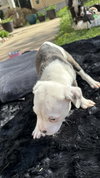 Asia (Blossom Litter)