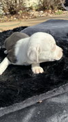 Asia (Blossom Litter)