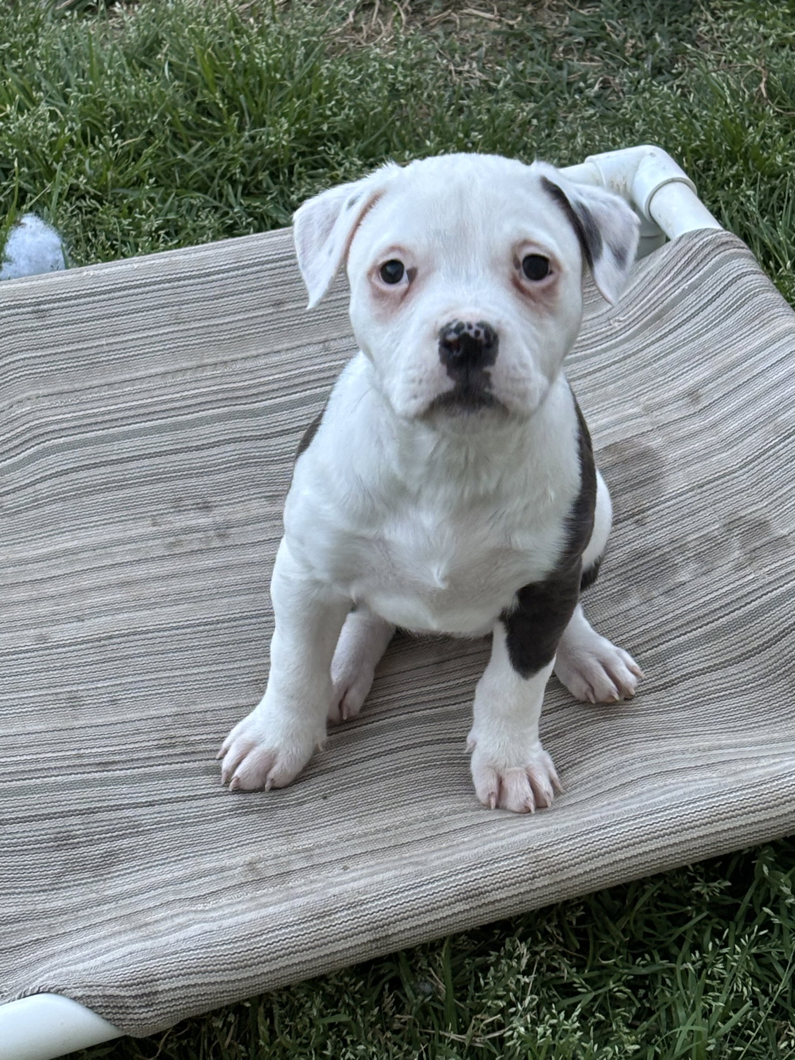 Asia (Blossom Litter) Image