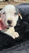 Bliss (Blossom Litter)