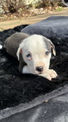 Bliss (Blossom Litter)