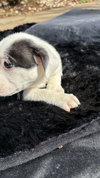 Bliss (Blossom Litter)
