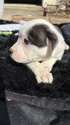 Bliss (Blossom Litter)