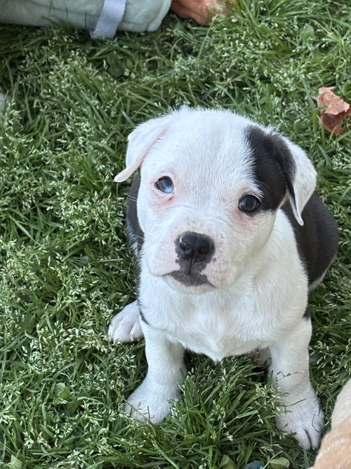 Bliss (Blossom Litter)