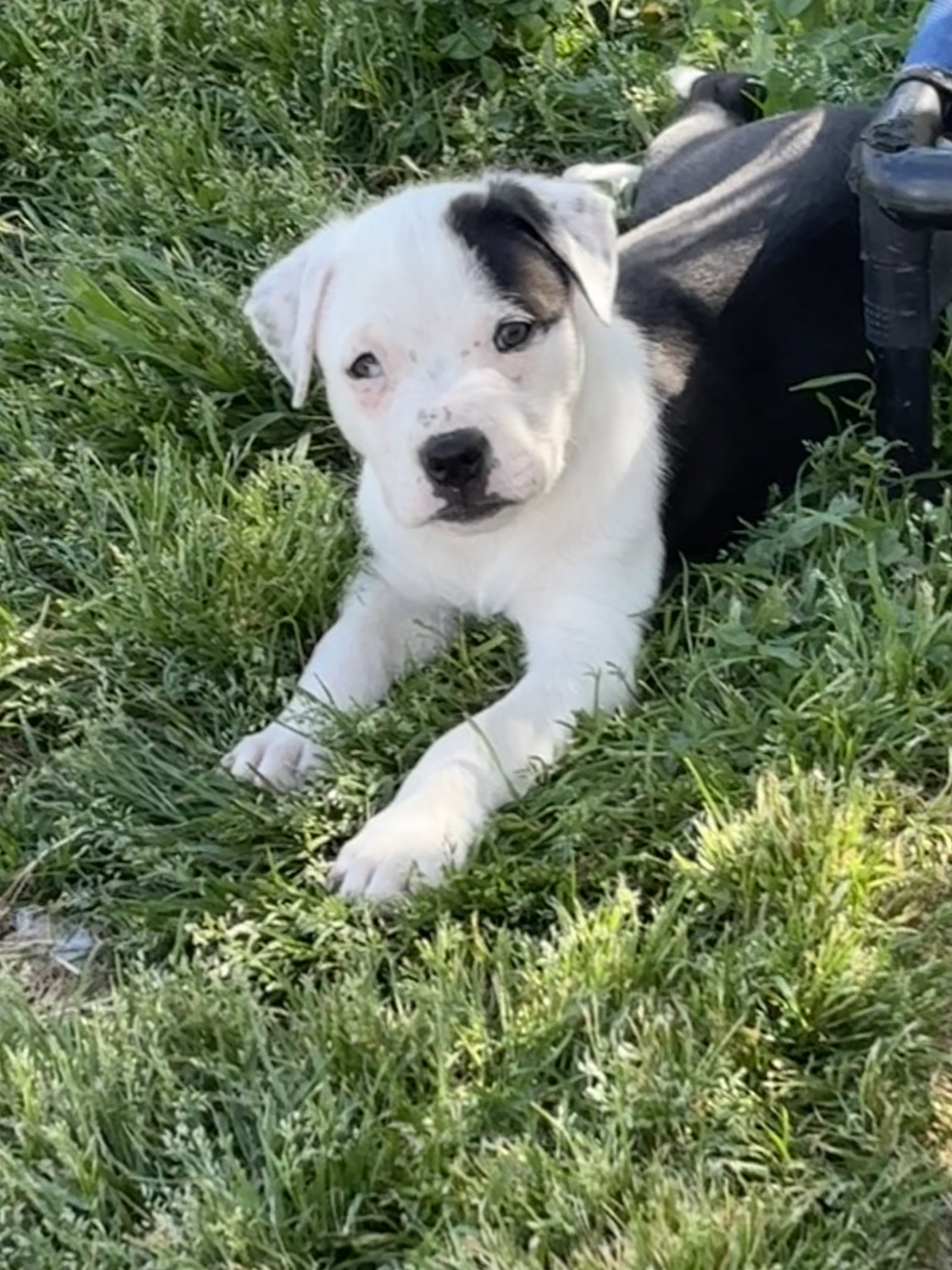 Bliss (Blossom Litter) Image