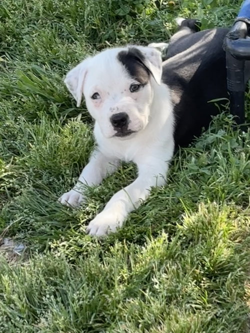 Bliss (Blossom Litter)
